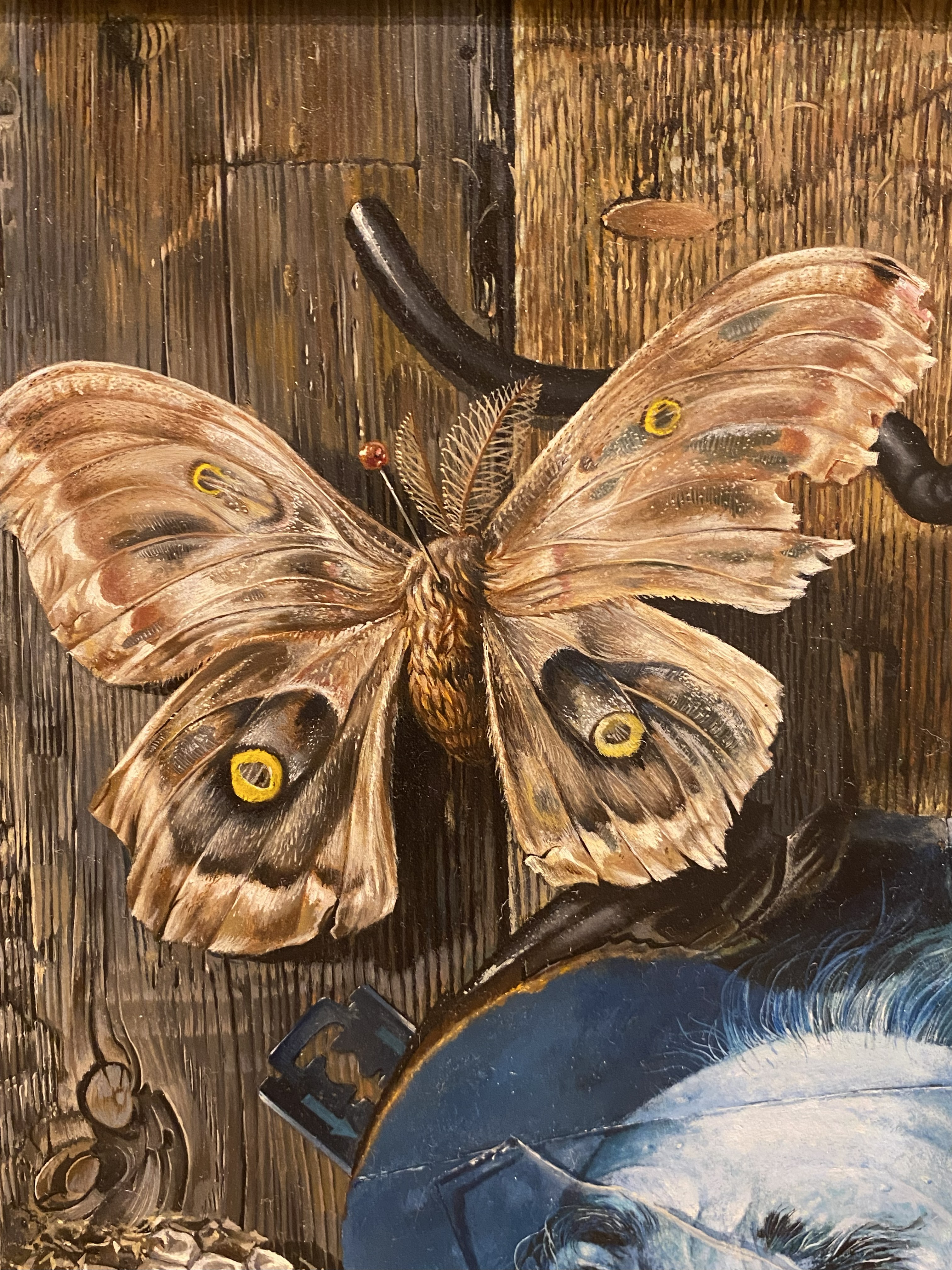 moth